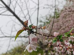 -武汉大学-樱园