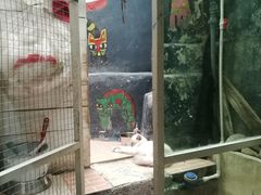 -猫咪博物馆(顶澳仔猫街店)