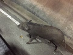 -清迈夜间动物园