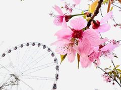 -顾村公园