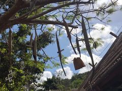 -海南槟榔谷黎苗文化旅游区