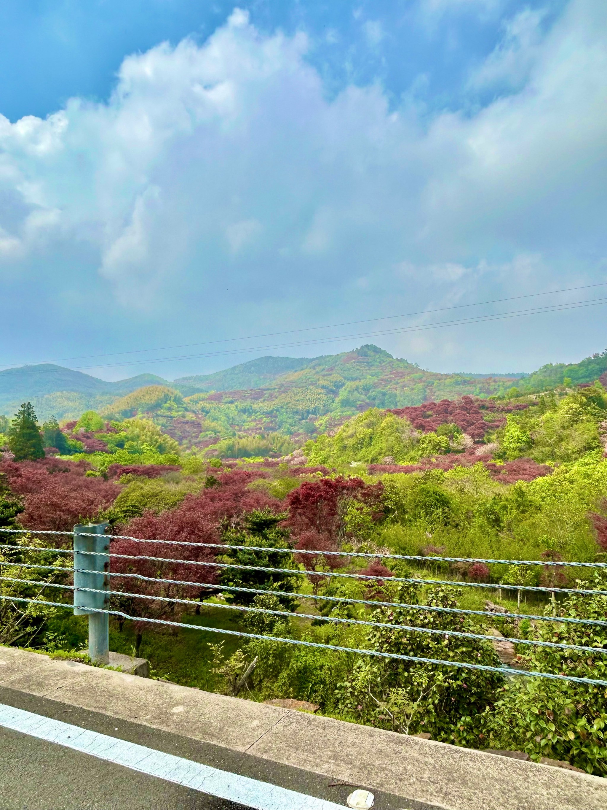 奉化樱花公园图片