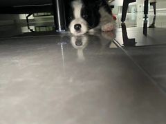 -翊宠yipet猫狗购宠庄园犬舍•猫舍