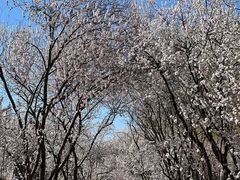 -桃花堤公园