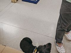 -宠颐生宠物医院·心肾内科·猫专科诊疗中心宠巢店