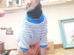 -猫色咖啡·猫咖