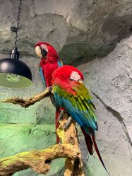 -Zoolung Zoolung动物主题公园(海信广场店)