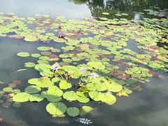 -西湖外事游船(花港观鱼码头)