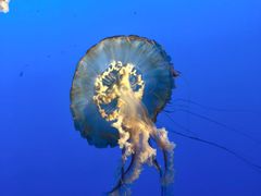 -太平洋海底世界