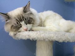 -喵的天空名猫咖啡馆·撸猫·猫舍·用品