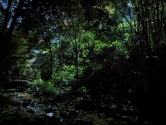 -火炉山森林公园