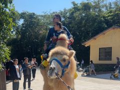 -深圳野生动物园