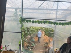 -马陆小张葡萄园农家乐