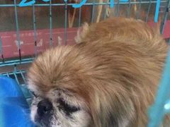 -宠物星动物医院·眼科·异宠·猫科(江南大道总院)