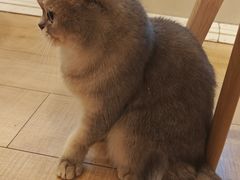 -Let's go狗咖·猫咖·奶狗·桌游(春熙路IFS店)