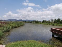 -芒洲湿地公园