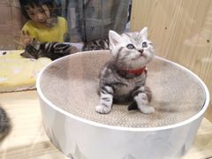 -屋虎猫馆(宝安大仟里店)