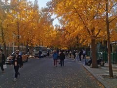 -三里屯东五街银杏大道