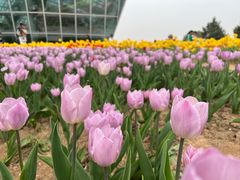 -石家庄市植物园