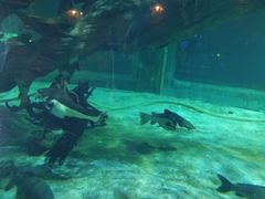 -华夏文旅海洋公园