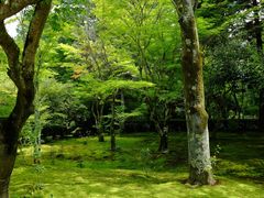 -西芳寺(苔寺)