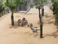 -西霞口神雕山野生动物世界