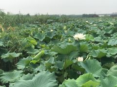 -荷塘月色湿地公园·向阳花洲