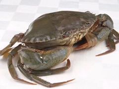 膏蟹-宜宾海鲜酒家·三十年老字号