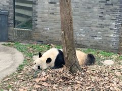 -都江堰中华大熊猫苑