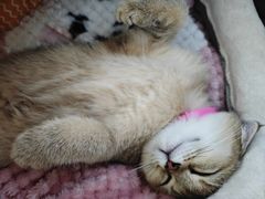 -瑞派动物医院·猫专科·至诚(江南中分院)