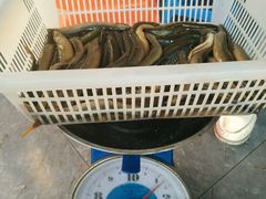 -肇兴特色牛肉粉