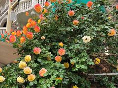 -成桂西餐厅·42年的味道(五大道疙瘩楼店)