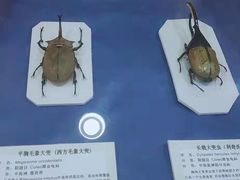 -上海大自然野生昆虫馆(东方明珠·爬宠昆虫探索中心)