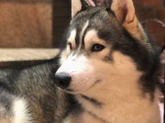 -more than meow吴止猫主题餐厅(承德 中船汇店)