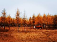 -塞罕坝国家级自然保护区