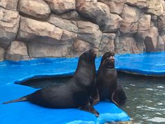 -华夏文旅海洋公园