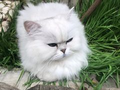 -喵屿·大理花园猫咖