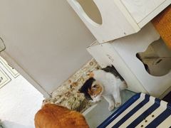 海妖酒吧-Sirena海妖日咖夜酒