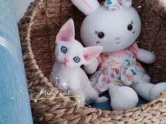 -欣宠猫屋·矮脚拿破仑·蓝金金渐层