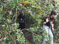 -西山樟坞健康果园枇杷杨梅采摘