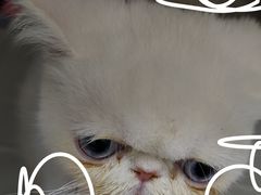 -贝来恩24H动物医院·转诊中心(稻香路店)