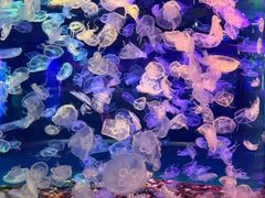 -多彩贵州城极地海洋世界