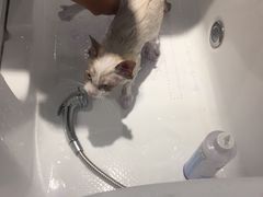 -Pets First伊珊娜洗护·精致美容·家庭式寄养(新会路店)