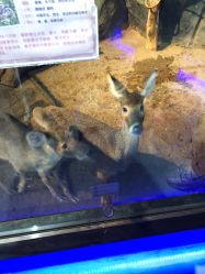 -未来动物城动物主题公园(大悦城店)