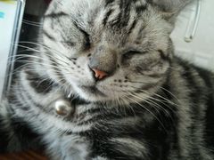 -海边的猫和咖啡馆