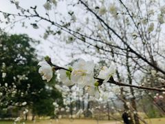 -杭州植物园
