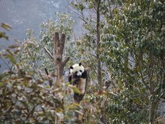 -卧龙中华大熊猫苑神树坪基地