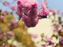 -高东镇樱花园