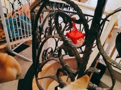 -喜柴咖啡·柴犬狗咖
