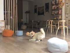 -柴迷FANS CLUB·柴犬狗咖·猫咖